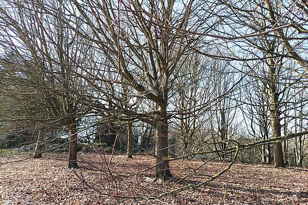 Trees in wood