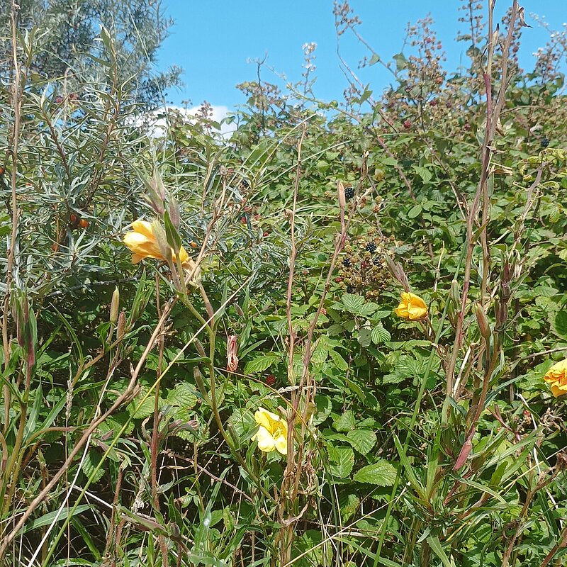 Wild grasses and flowers.