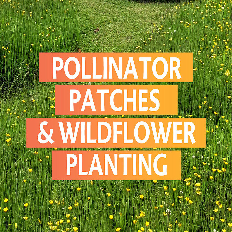 Turn Council Land into Pollinator Patches